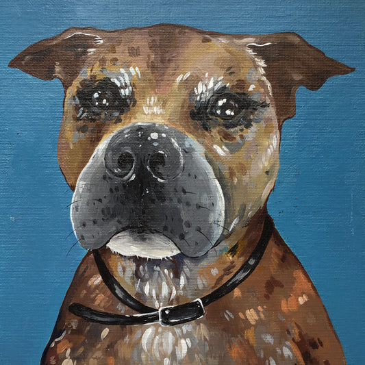 Pet Portraits